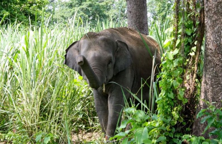 सुन्दहरैंचामा एक महिनामा हात्तीको आक्रमणबाट ३ जनाको मृत्यु