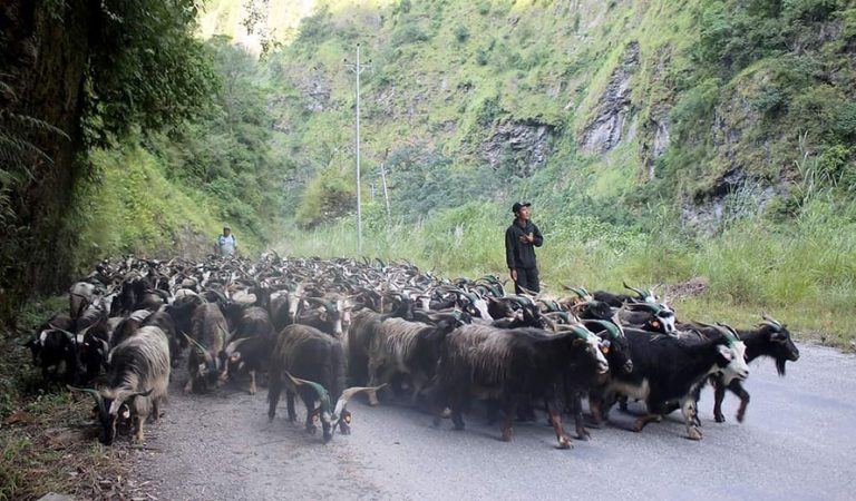 भाउ सस्तिएपछि च्याङ्ग्राको व्यापार बढ्यो