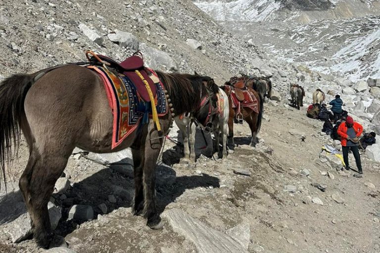 सगरमाथा निकुञ्जभित्र घोडामा पर्यटक बोक्न रोक