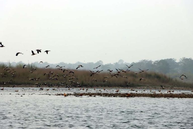 जाडो छल्न आगन्तुक चरा चितवनमा