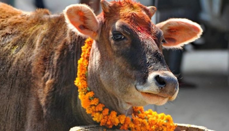 तिहारको चौँथो दिन आज गोरु, गोवर्द्धन र हली पूजा