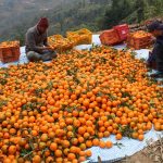 सङ्‍खुवासभामा सुन्तला उत्पादन बढ्यो, ३४ करोड बढीको कारोबार